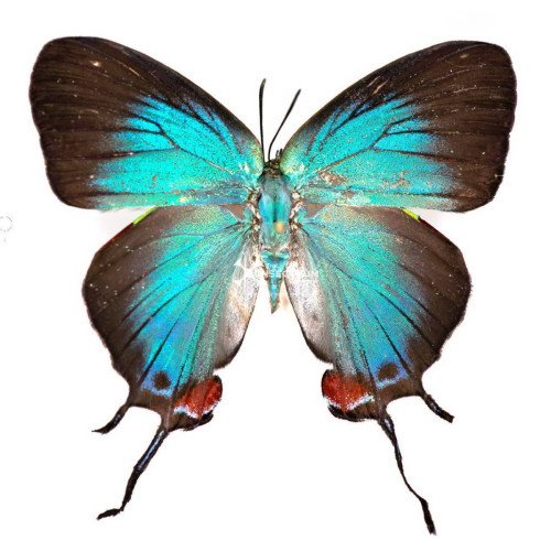 Female (-£1.00)